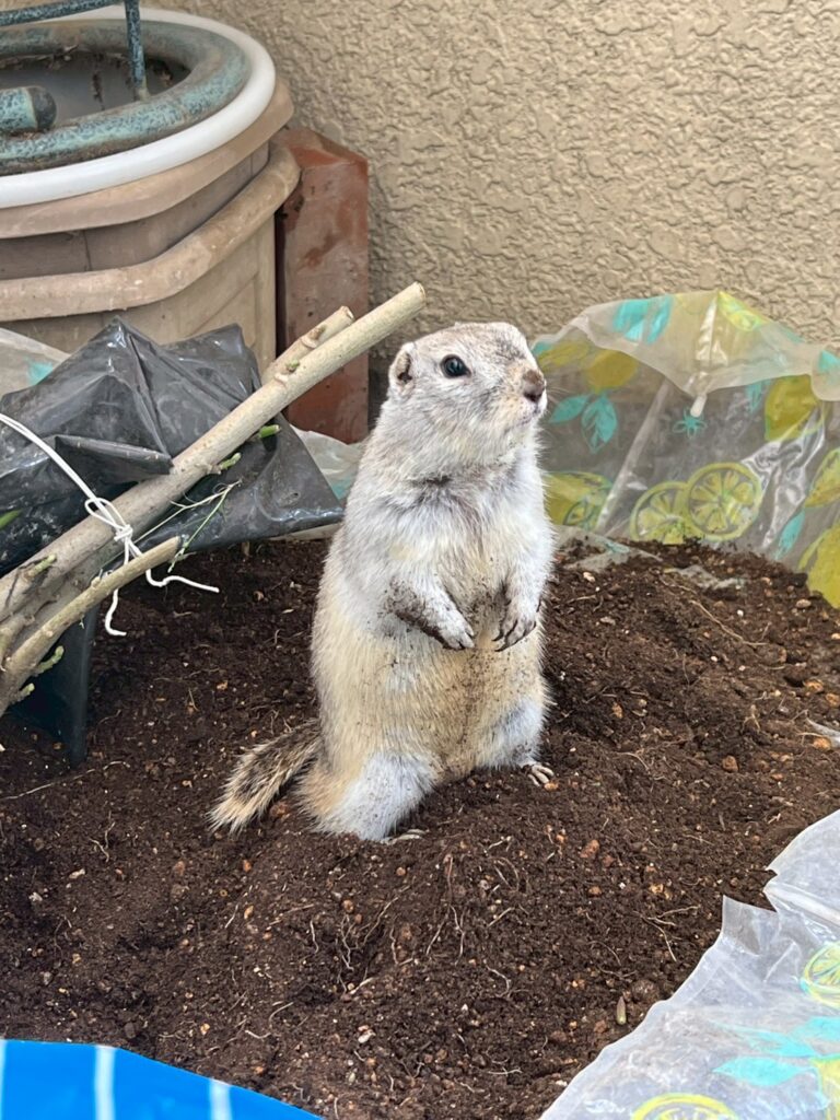 リチャードソンジリスのりーちゃん（オス）