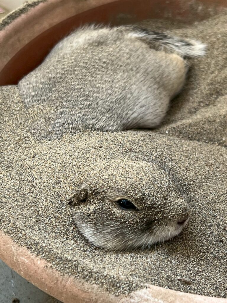 ひらめ？いやリスだ！