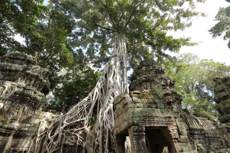 大きな根が石造寺院を包み込むタ・プロームの風景