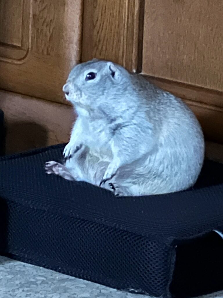 おなかを出して。。。